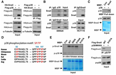 Snail 단백질의 Ser107 잔기를 인산화 시키는 p38 kinase