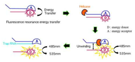 FRET (Fluorescence Resonance Energy Transfer) assay