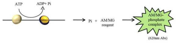 MERS-CoV helicase에 의한 ATP hydrolysis 활성 측정