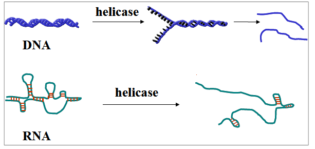 helicase에 의한 핵산 이중가닥 풀림