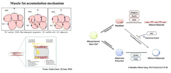 현재까지 알려진 근육 내 지방침착 메커니즘 및 관련전사조절인자
