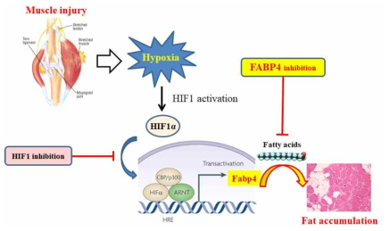 근손상에 따른 근지방침착 신규 기전 (Lee et al, Journal of Cachexia, Sarcopenia and Muscle, 2017)