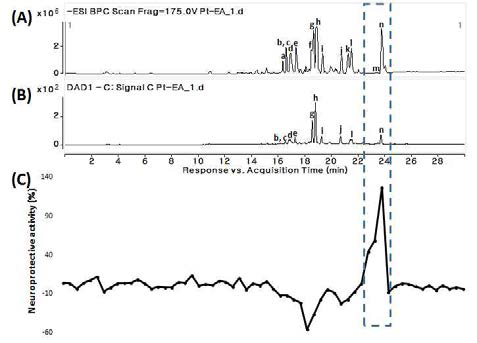 MS chromatogram in negative ionization mode (A); UV chromatogram in 280 nm (B); neuroprotective activity of each 30 s intervals eluent (C) of the EtOA c fraction of P. tinctorium