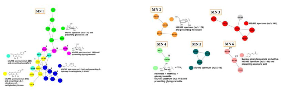 쪽 추출물의 molecular networking 결과