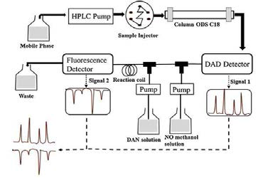 Schemes of the HPLC-DAD-FLD online system for screening nitric oxide scavengers in natural products (Journal of Chromatography A, 2015)