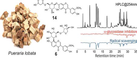 Dual high-resolution biochromatogram consisting of α-glucosidase inhibition profile and radical scavenging profile overlaid the combined HPLC chromatograms (Journal of Natural Products, 2015)