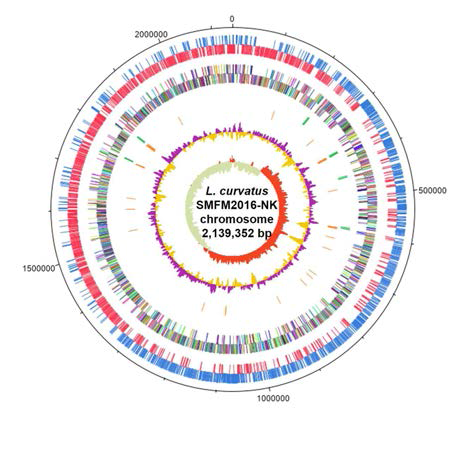신 프로바이오틱스 Lactobacillus curvatus SMFM2016-NK의 chromosomal genome 특성
