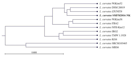 평균염기서열유사도(ANI %)를 기준으로 한 신 프로바이오틱스 Lactobacillus curvatus SMFM2016-NK와 타 Lactobacillus curvatus 균주의 unweighted pair group method with arithmetic mean (UPGMA) tree
