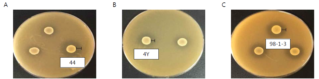 장수식품 유래 프로바이오틱스 후보균주(44(A), 4Y(B), 98-1-3(C))의 구강 유해세균(Prevotella intermedia (A), Prevotella intermedia (B), Aggregatibacter actinomycetemcomitans (C))에 대한 dual agar assay 항균효과