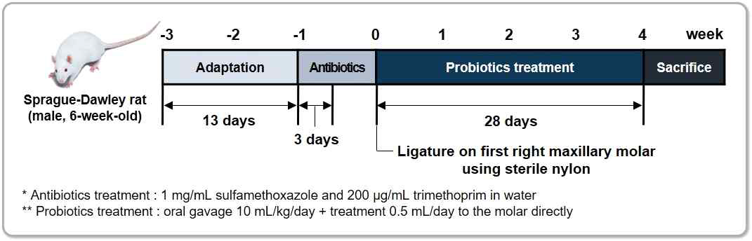 치주염 동물모델을 활용한 프로바이오틱스 효능분석 진행일정