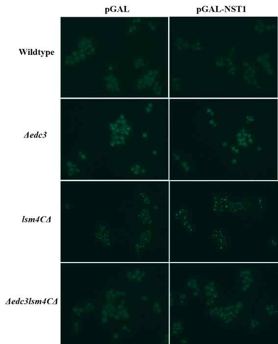 Raffinose/Galactose 환경에서 과발현 Nst1에 의해 유도된 ⧍edc3lsm4⧍cterm 돌연변이체의 P-bodies(Dcp2-EGFP)