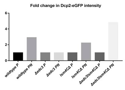 각 돌연변이체에서의 Nst1 과발현에 의해 유도되는 Dcp2-EGFP intensity fold change