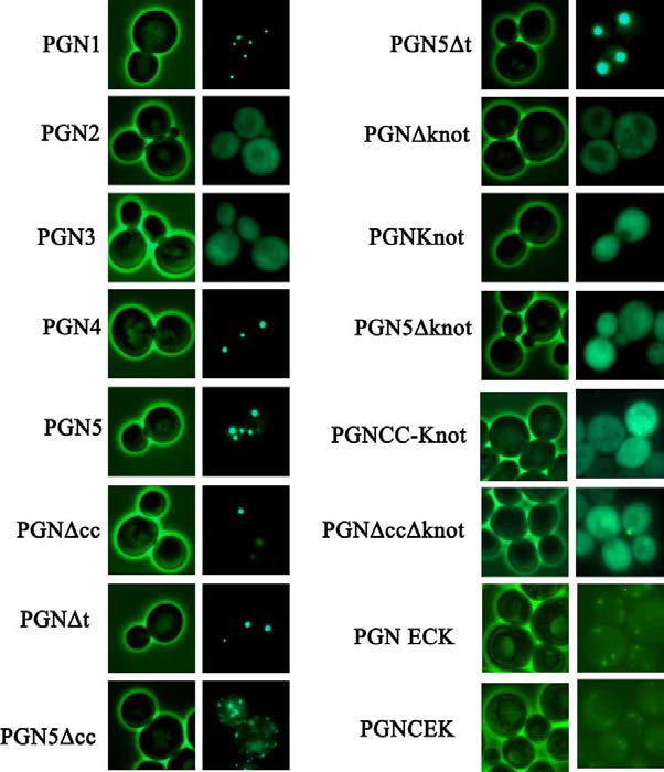 pMW20-GAL-GFP-Nst1 domain deletion mutant 과발현 후 상 분리 puncta 형성 관찰