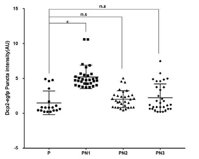Nst1 deletion 변이체 P, PN1, PN2, PN3이 과발현 되었을 때 형성된 P-body의 Dcp2-EGFP 각 puncta intensity 분석