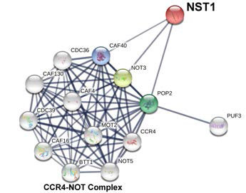 P-body component인 Ccr4-Not complex와 물리적 상호작용이 보고된 Nst1