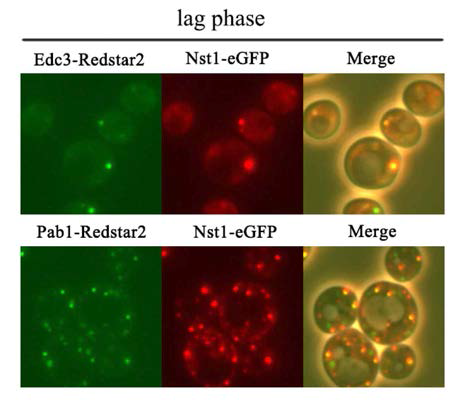 lag phase cell에서 대표적인 mRNP granule인 P-body, Stress granule 모두와 co-localization 하는 Nst1