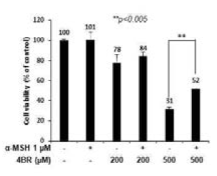 α-MSH의 4-BR 유도 흑색종 세포독성 억제 효과