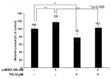 TQ의 α-MSH 유도 멜라닌 합성 저해 효과