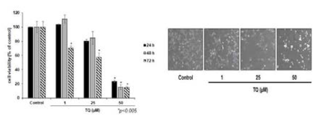 TQ의 흑색종 세포독성 효과