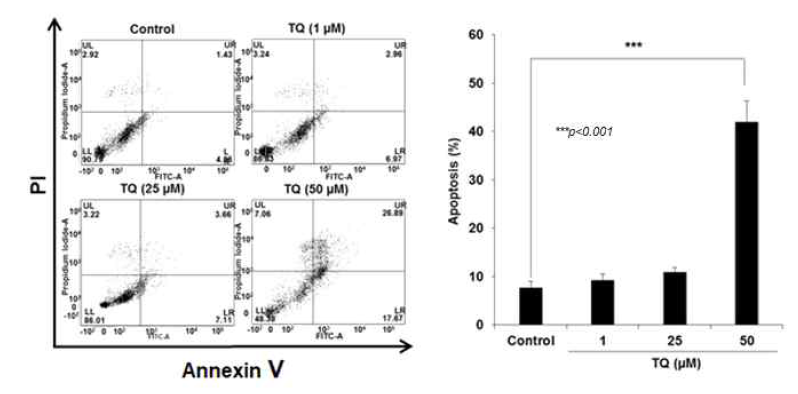 TQ의 흑색종 세포의 apoptosis 유도 효과