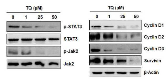 흑색종 세포에서 TQ의 Jak2/STAT3 세포신호전달 체계 활성화 억제 효과
