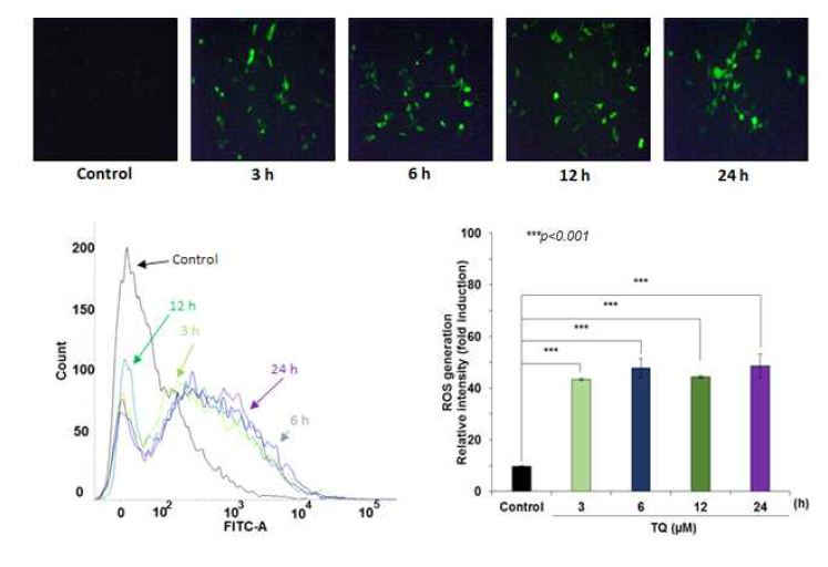 흑색종 세포에서 TQ의 활성산소종 생성 효과