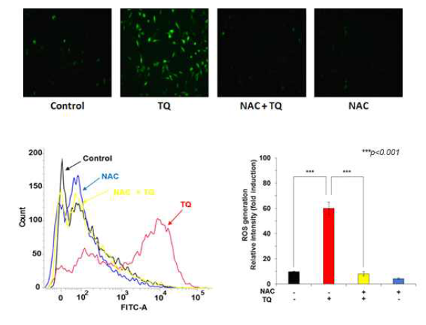 흑색종 세포에서 NAC의 TQ 유도 활성산소종 생성 억제 효과