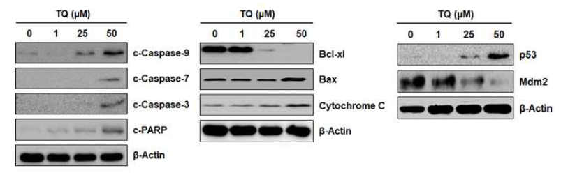 흑색종 세포에서 TQ의 apoptosis 유도 관련 인자 조절 효과