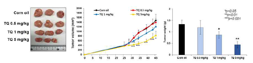 TQ의 in vivo 항종양 효과