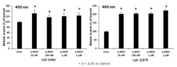 B16F10 세포주에서 α-MSH에 의한 멜라닌 생성 및 유도 효과