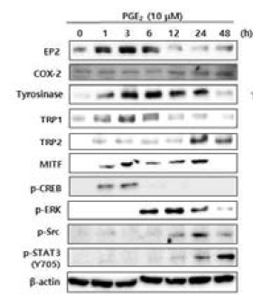 SK-Mel-28 세포주에서 PGE2의 melanogenesis 관련 단백질 인자의 발현 및 신호전달효소 활성화 효과