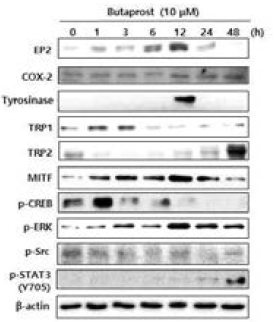 SK-Mel-28 세포주에서 butaprost의 melanogenesis 관련 단백질 인자의 발현 및 신호전달효소 활성화 효과