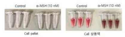 B16F10 세포주에서 α-MSH에 의한 멜라닌 생성 및 분비 효과
