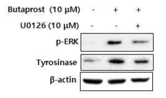 SK-Mel-28 세포주에서 U0126의 butaprost 유도 tyrosinase 단백질 발현 억제 효과