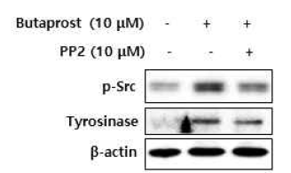 SK-Mel-28 세포주에서 PP2의 butaprost 유도 tyrosinase 단백질 발현 억제 효과