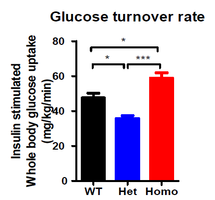 6개월령의 POLGmut와 정상마우스에서 전신 glucose turnover rate 측정 결과
