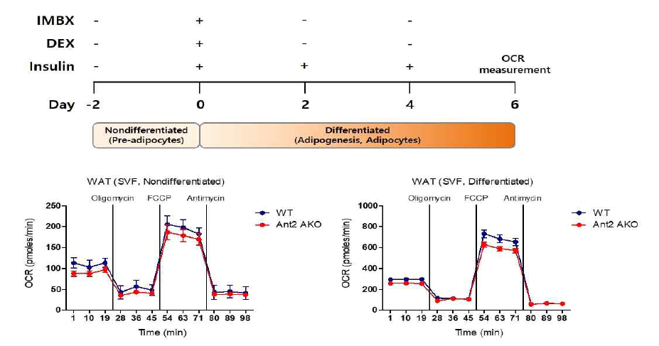 WAT에서 분리한 SVF의 glucose에 대한 미토콘드리아 기능 측정