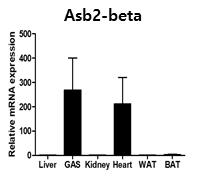 Asb2-beta의 근육 특이적 발현 확인