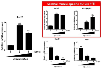 Myogenesis 단계 별로의 Asb2 발현 패턴 확인 및 근육관련 Cre 마우스 선정