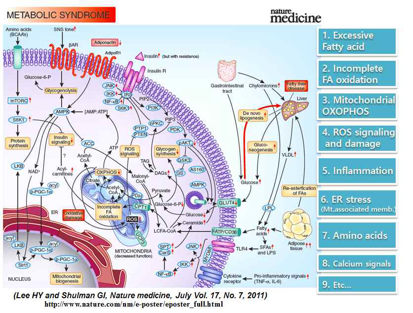 인슐린 저항성과 미토콘드리아 기능이상의 상관성