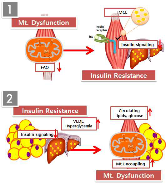 미토콘드리아기능과 인슐린저항성 선후관계에 대한 가설