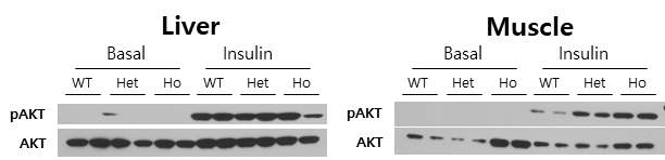 6개월령의 POLGmut와 정상마우스에서 분리한 세포주(간, 근육)의 insulin signaling 확인 결과