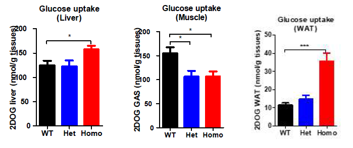 6개월령의 POLGmut와 정상마우스 조직 내에서의 glucose uptake