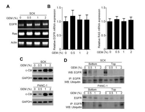 젬시타빈 담지 피막에 의해 c-CBL매개 EGFR 감소에 따라 EGFR발현도의 변화. (A,B) SCK 종양에서 젬시타빈 담지 피막에의한 EGFR발현도의 변화를 RT-PCR을 이용하여 확인함. (C) SCK와 PANC-1 종양에서 젬시타빈 담지 피막에서 유리된 젬시타빈 농도에 따른 c-CBL의 발현도를 확인함. (D) 항 EGFR항체를 이용하여 EGFR의 ubiquitinate된 정도를 확인함