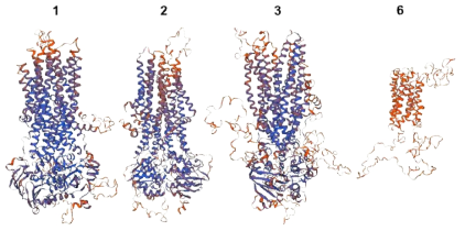 간흡충 담즙산 수송체의 구조분석. 1. MRP1a, 2. MRP1b, 3. MRP3, 6. OATP