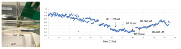살아있는 뇌 슬라이스 측정 실험 사진 및 시간에 따른 전기화학측정시그널 (메틸렌블루 산화전류) 변화