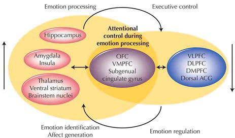 기분 장애에서 emotional regulagtion 저하 및 emotional processing의 항진 가설