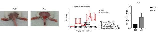 BALB/c 마우스에 Aspergillus fumigatus extract를 이용한 아토피피부염 모델