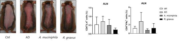 파마바이오틱스 투여 아토피피부염 생체유도 반응 변화 관찰 (NC/Nga 마우스)