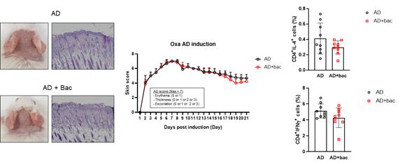 파마바이오틱스 투여 아토피피부염 생체유도 반응 변화 관찰 (BALB/c 마우스 Oxazolone)